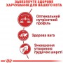 Сухий корм Royal Canin Fit 32 10 кг для домашніх та вуличних котів